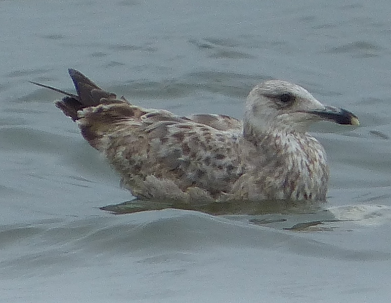 Herring Gull